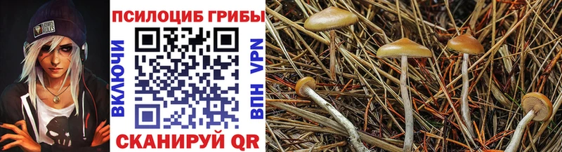 сколько стоит  Новокузнецк  Псилоцибиновые грибы Psilocybe 